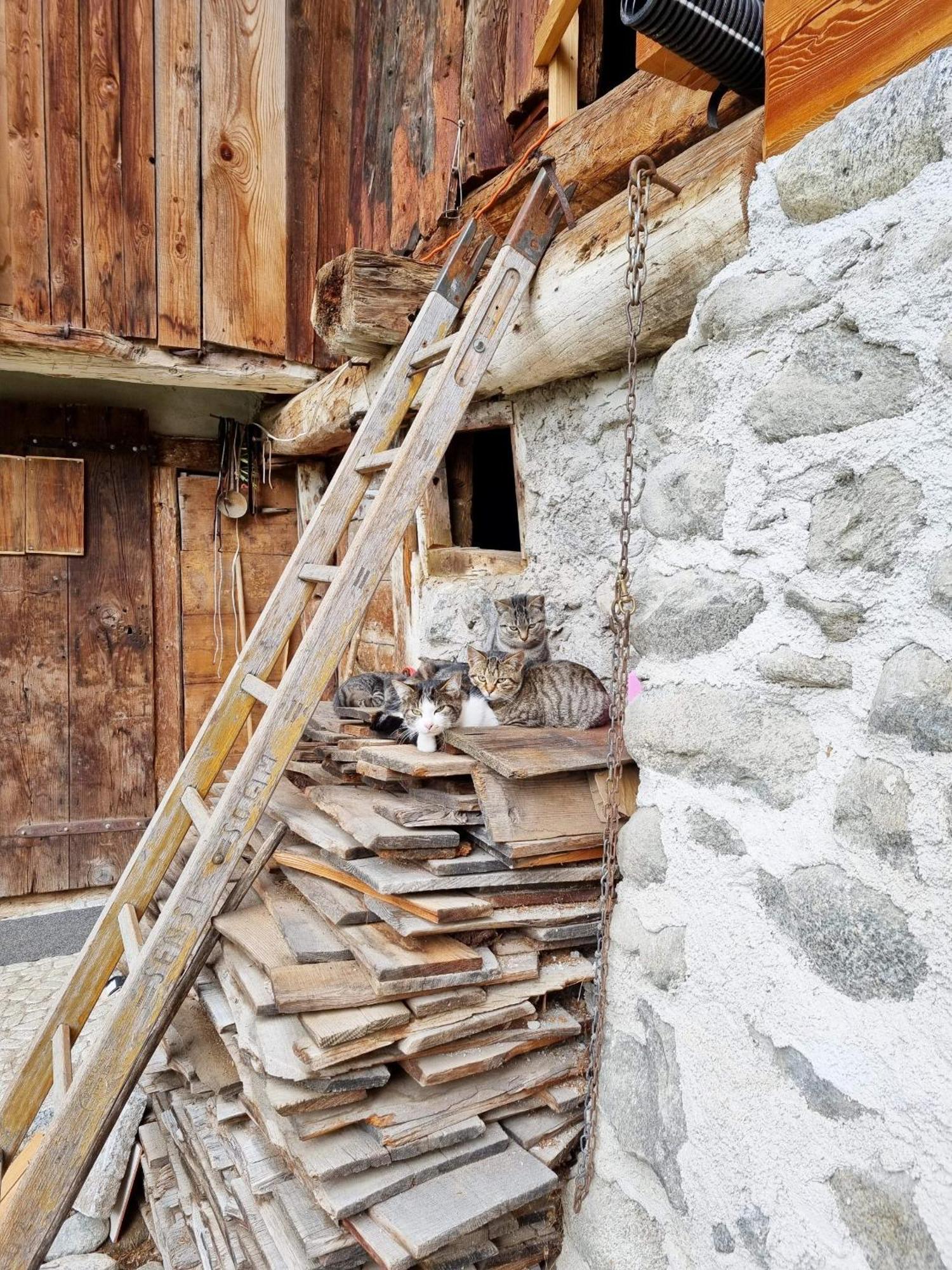 Villa Alpina Campiglio Madonna Buitenkant foto