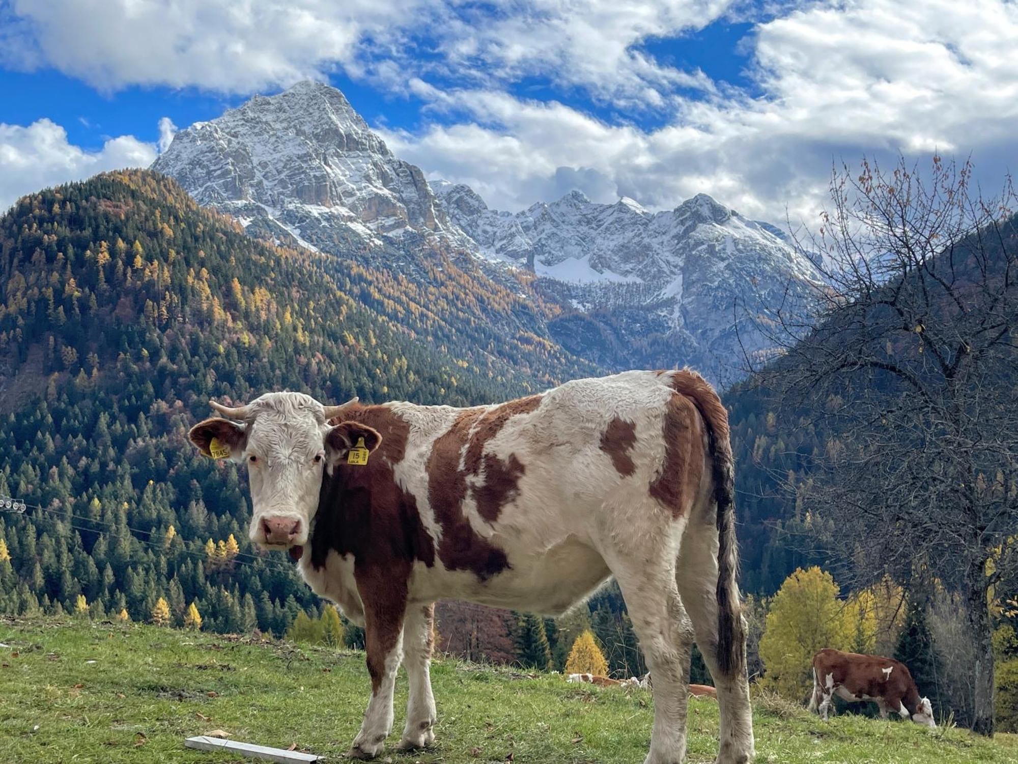 Villa Alpina Campiglio Madonna Buitenkant foto
